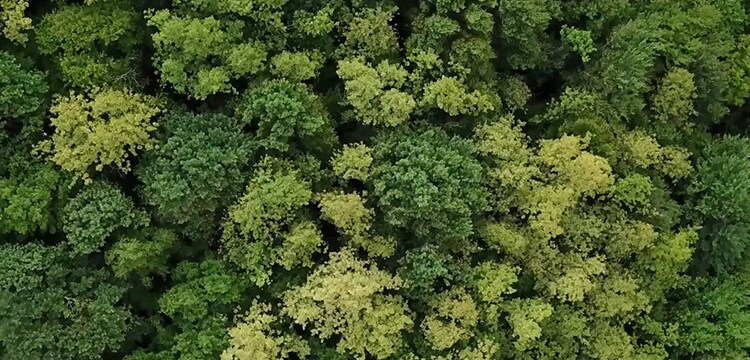 trees opening up to a valley oasis