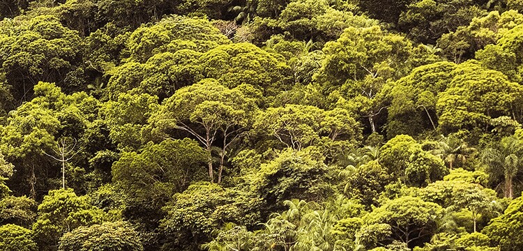 trees opening up to a valley oasis