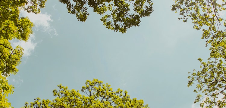 trees opening up to a valley oasis